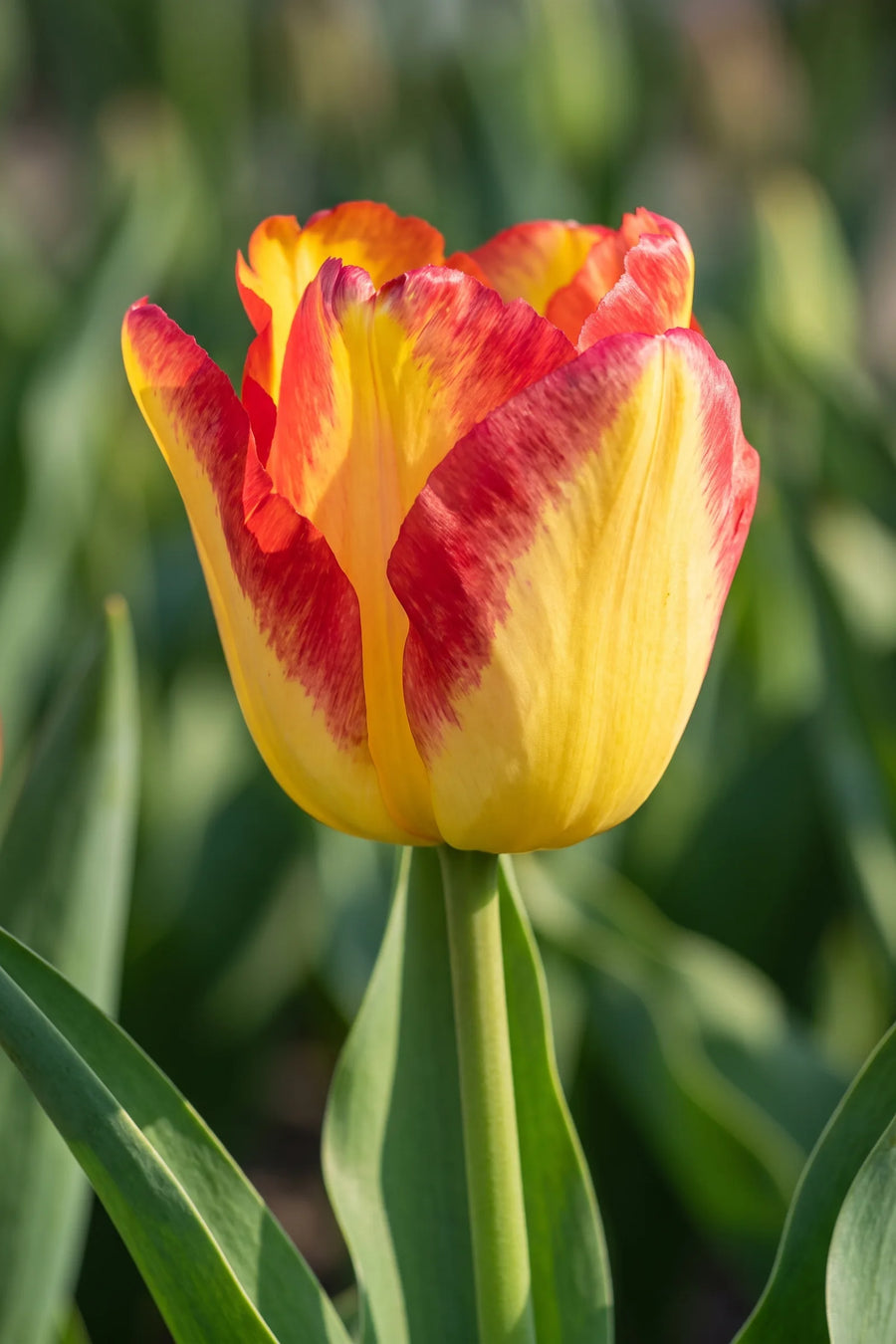 Detail van de bloemblaadjes van Tulipa Cape Town