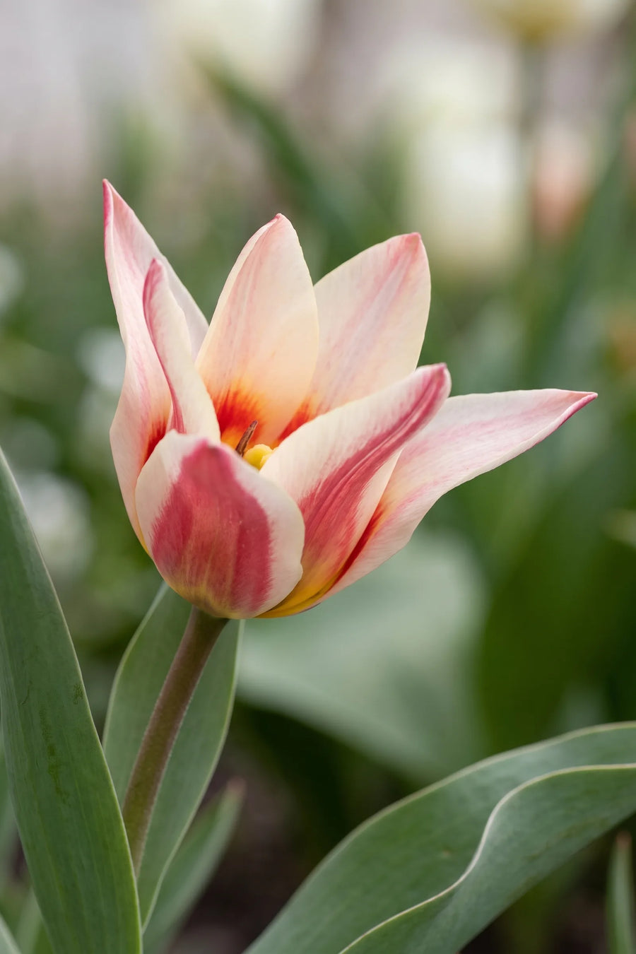 Detail van de bloemblaadjes van Tulipa Ancilla