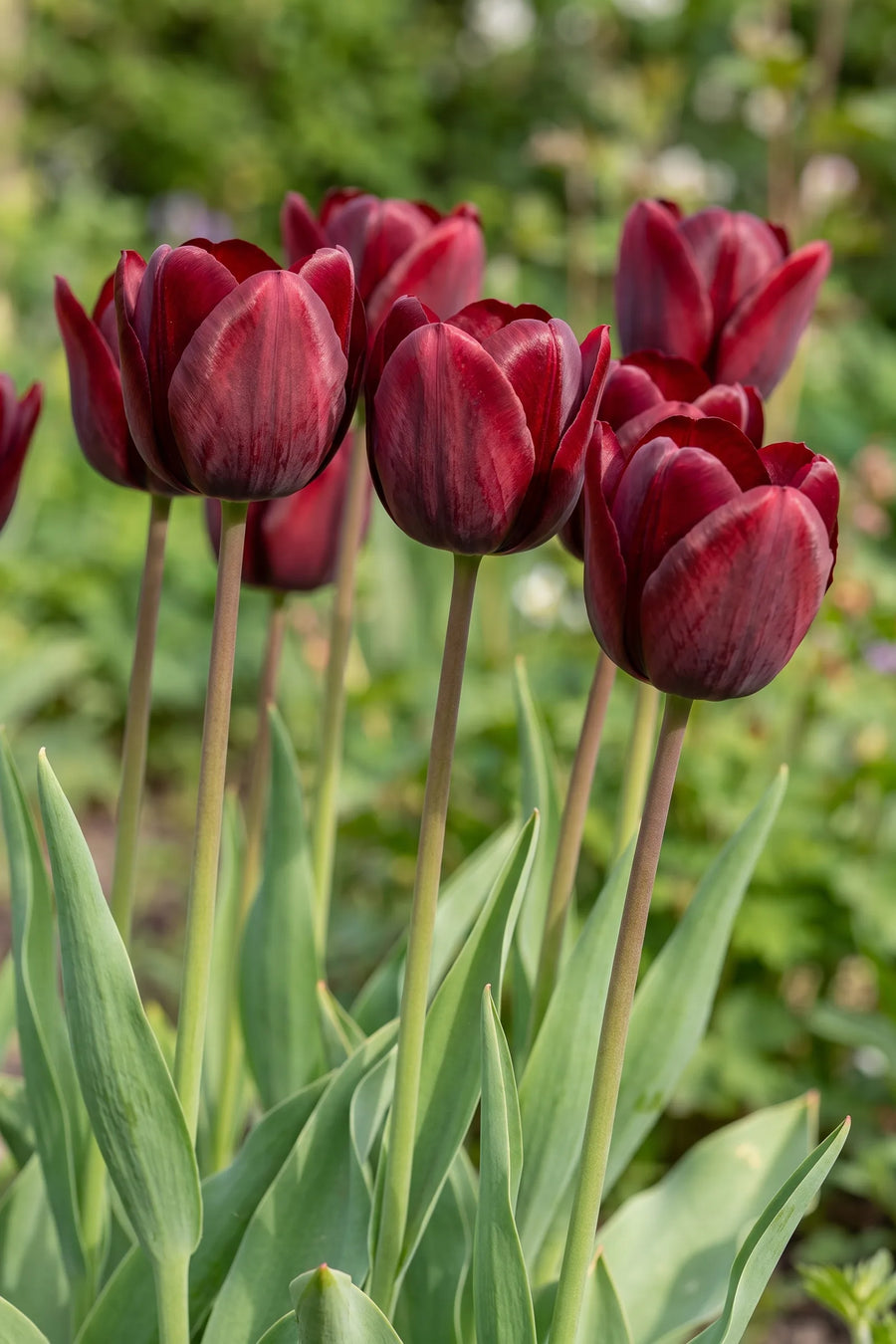 Detail van de bloemblaadjes van Tulipa National Velvet