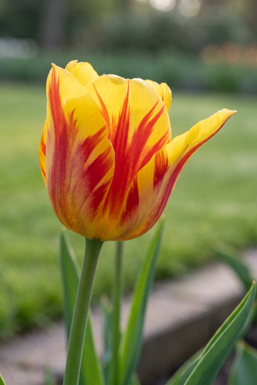 Detail van de bloemblaadjes van Tulipa Washington