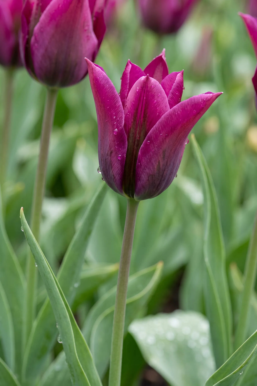 Detail van de bloemblaadjes van Tulipa Purple Doll