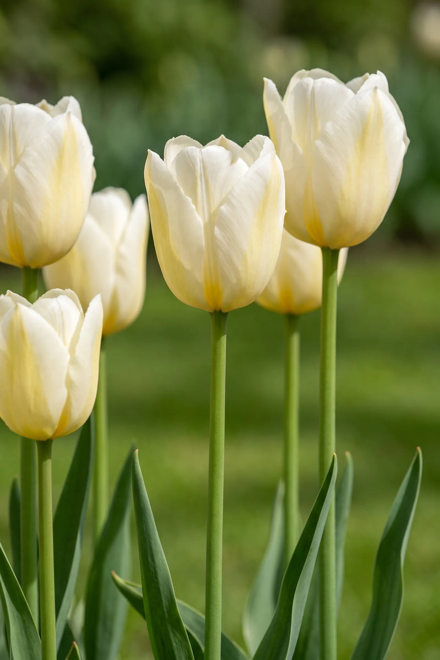 Detail van de bloemblaadjes van Tulipa Francoise