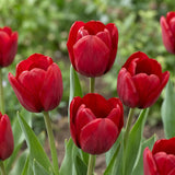 Tulipa Ile de France playful detail