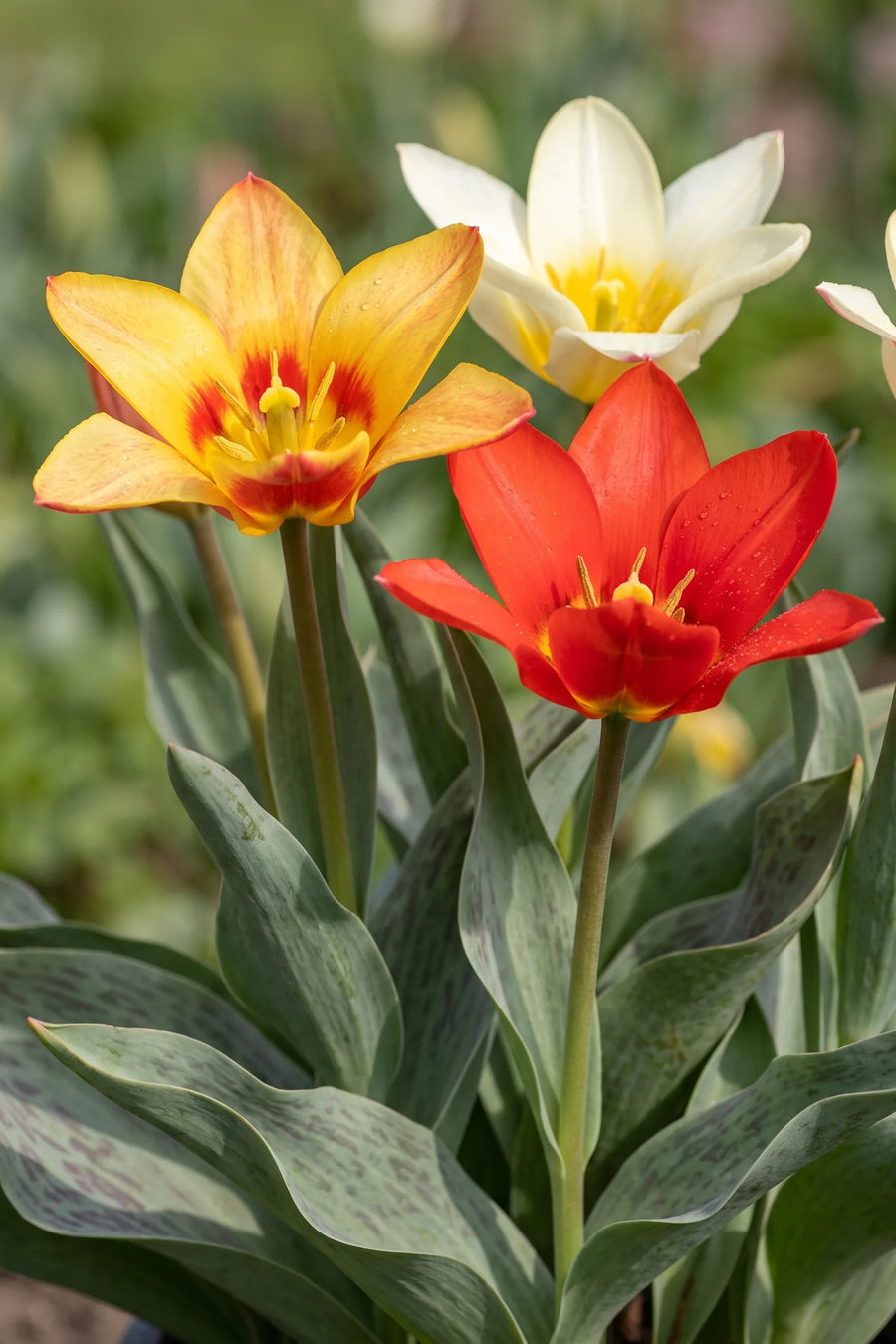 Detail van de bloemblaadjes van Tulipa Botanisch Mixed
