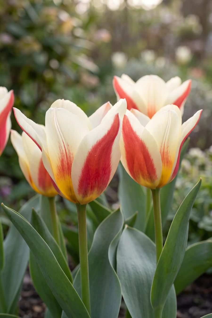 Detail van de bloemblaadjes van Tulipa The First