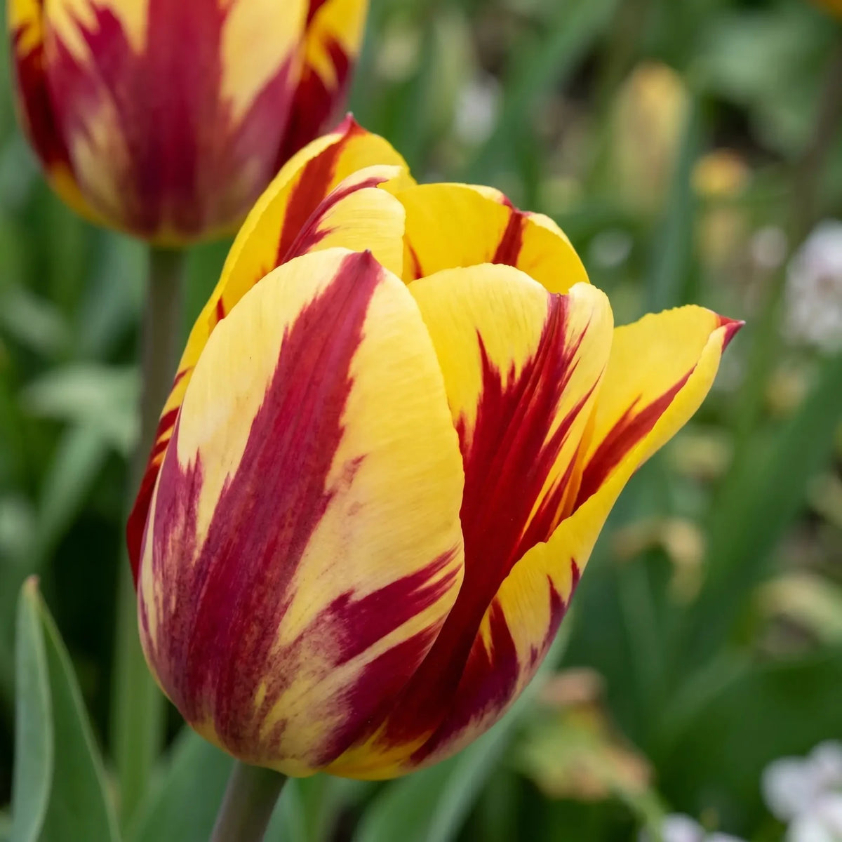 Tulipa Helmar playful detail