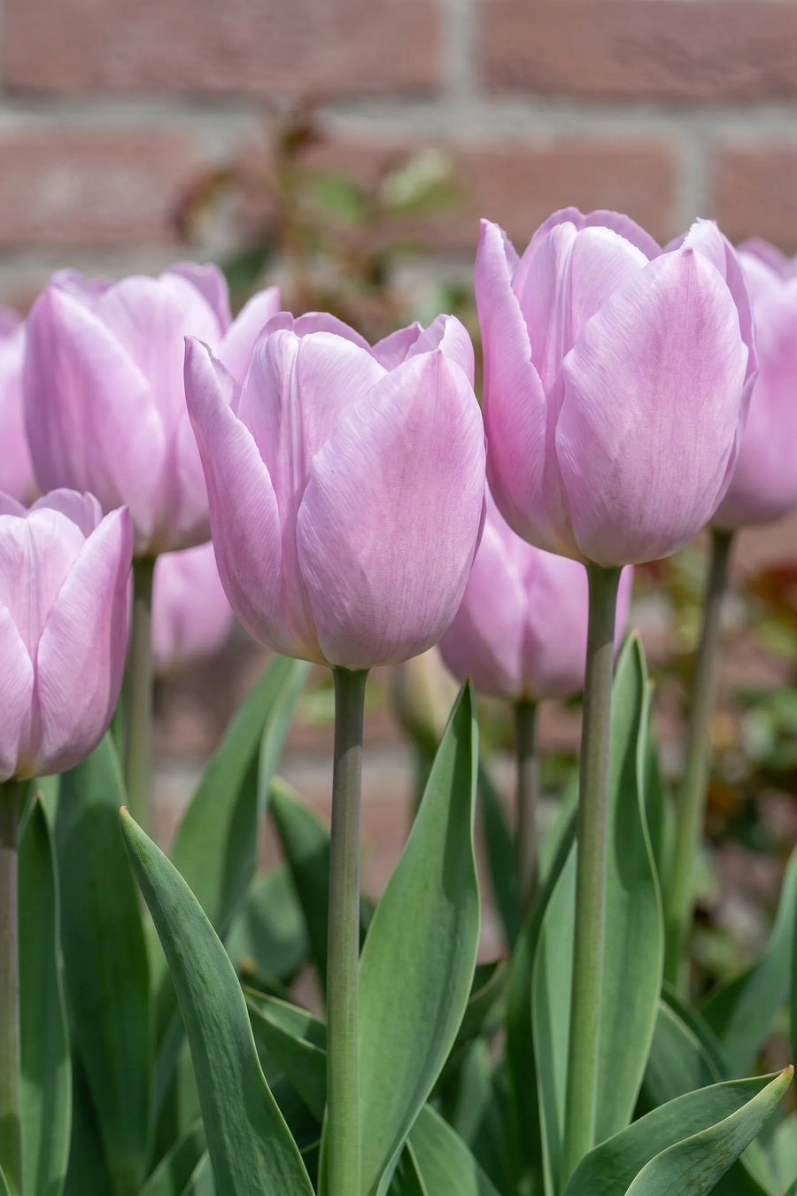 Detail van de bloemblaadjes van Tulipa Candy Prince