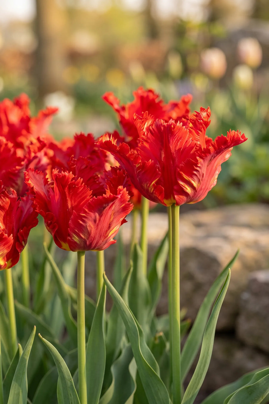 Detail van de bloemblaadjes van Tulipa Garden Fire