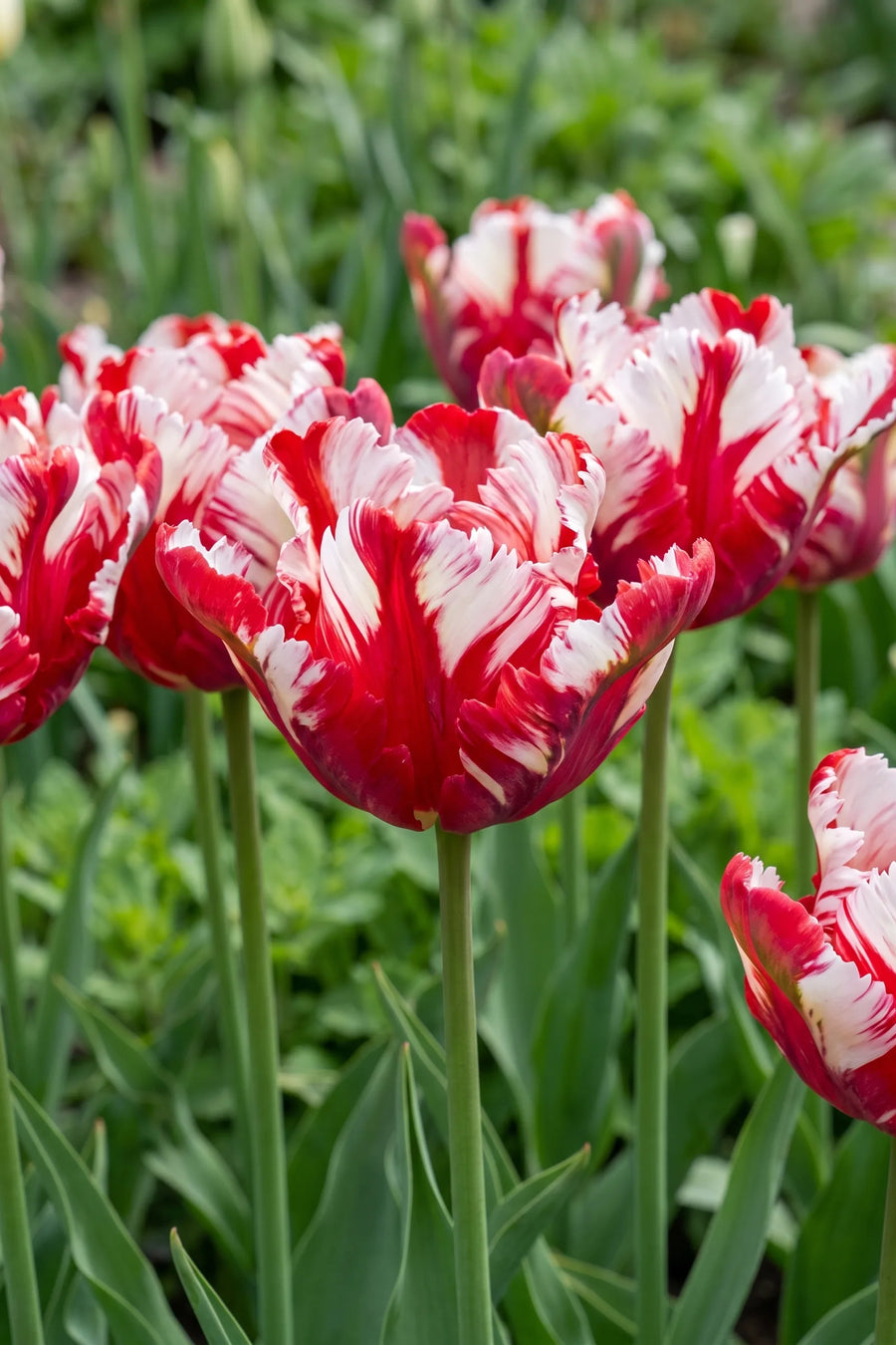 Detail van de bloemblaadjes van Tulipa Estella Rijnveld