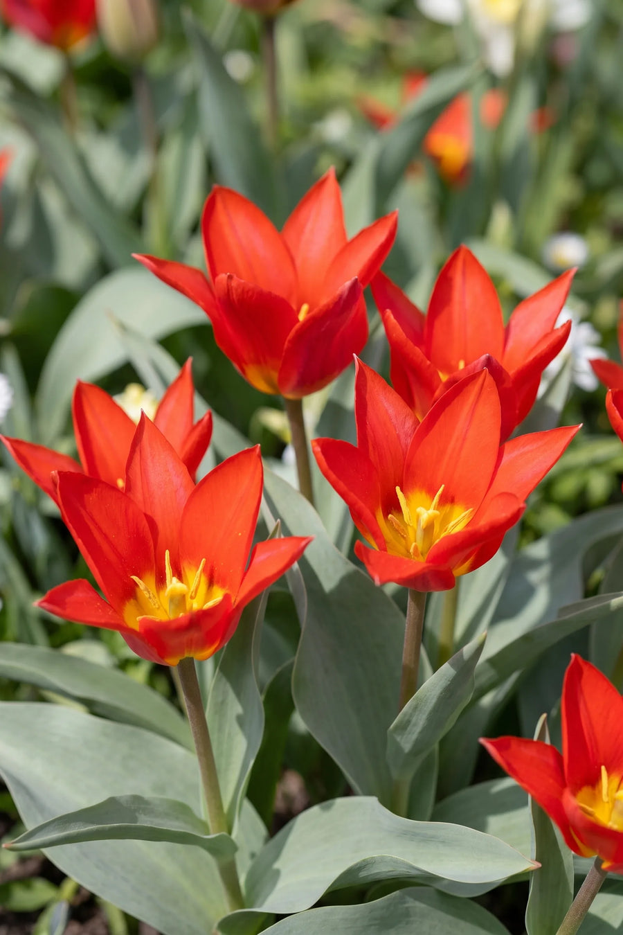 Detail van de bloemblaadjes van Tulipa Scarlet Baby