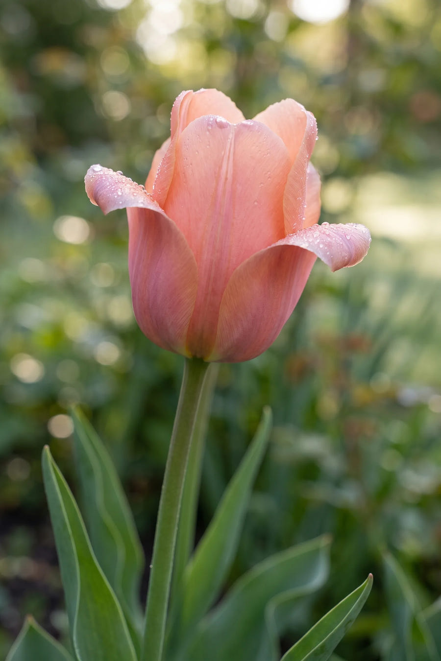 Tulipa Apricot Beauty — sfeerbeeld