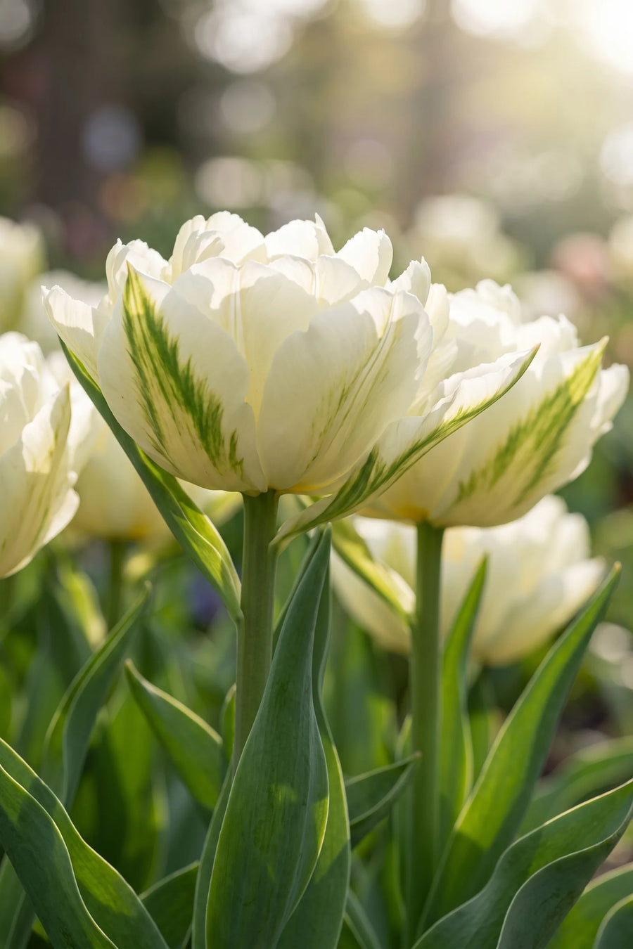 Detail van de bloemblaadjes van Tulipa Exotic Emperor