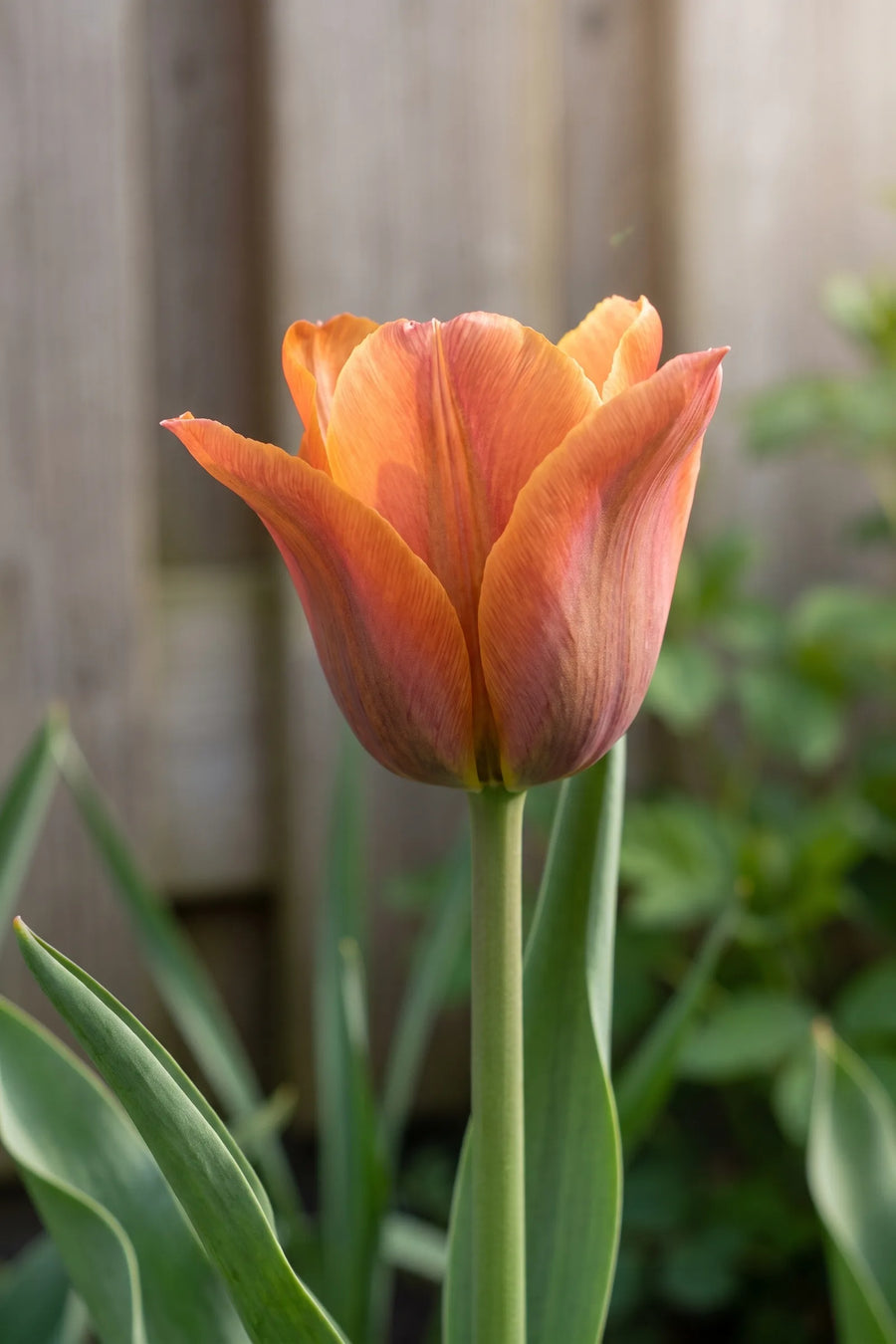 Detail van de bloemblaadjes van Tulipa Request