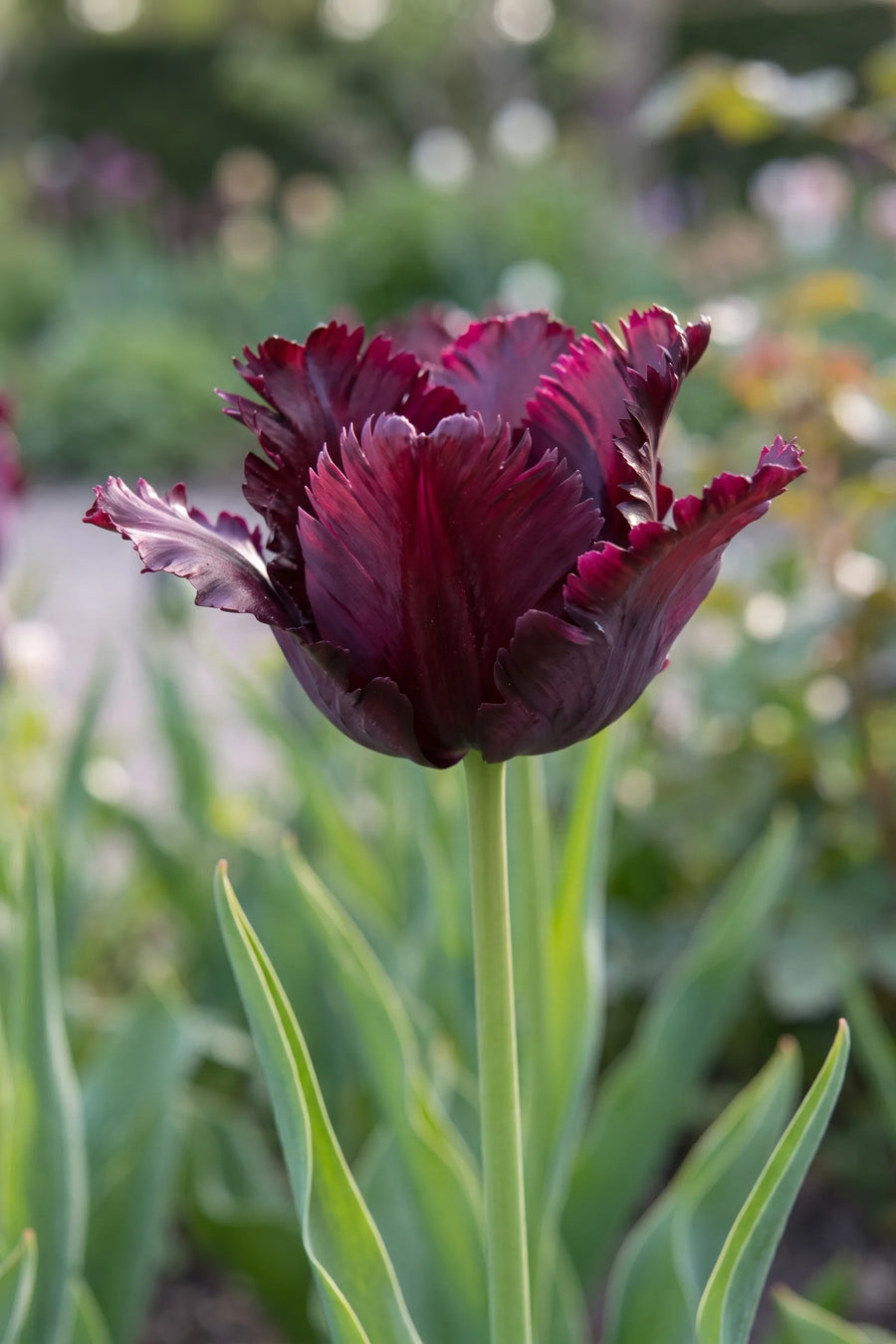 Detail van de bloemblaadjes van Tulipa Black Parrot