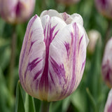 Tulipa Flaming Flag playful detail