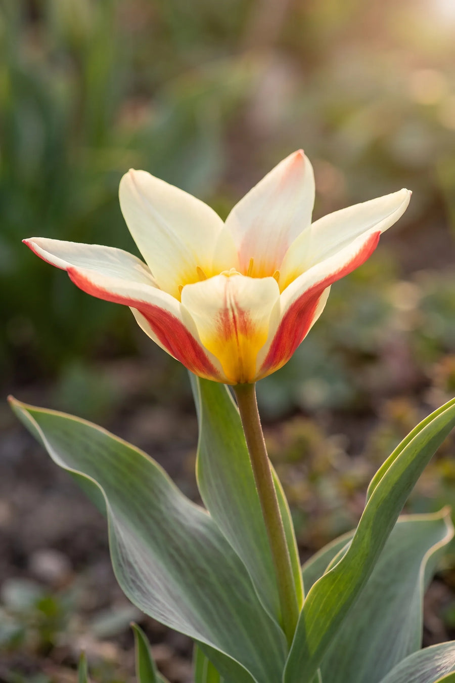 Detail van de bloemblaadjes van Tulipa Johan Strauss