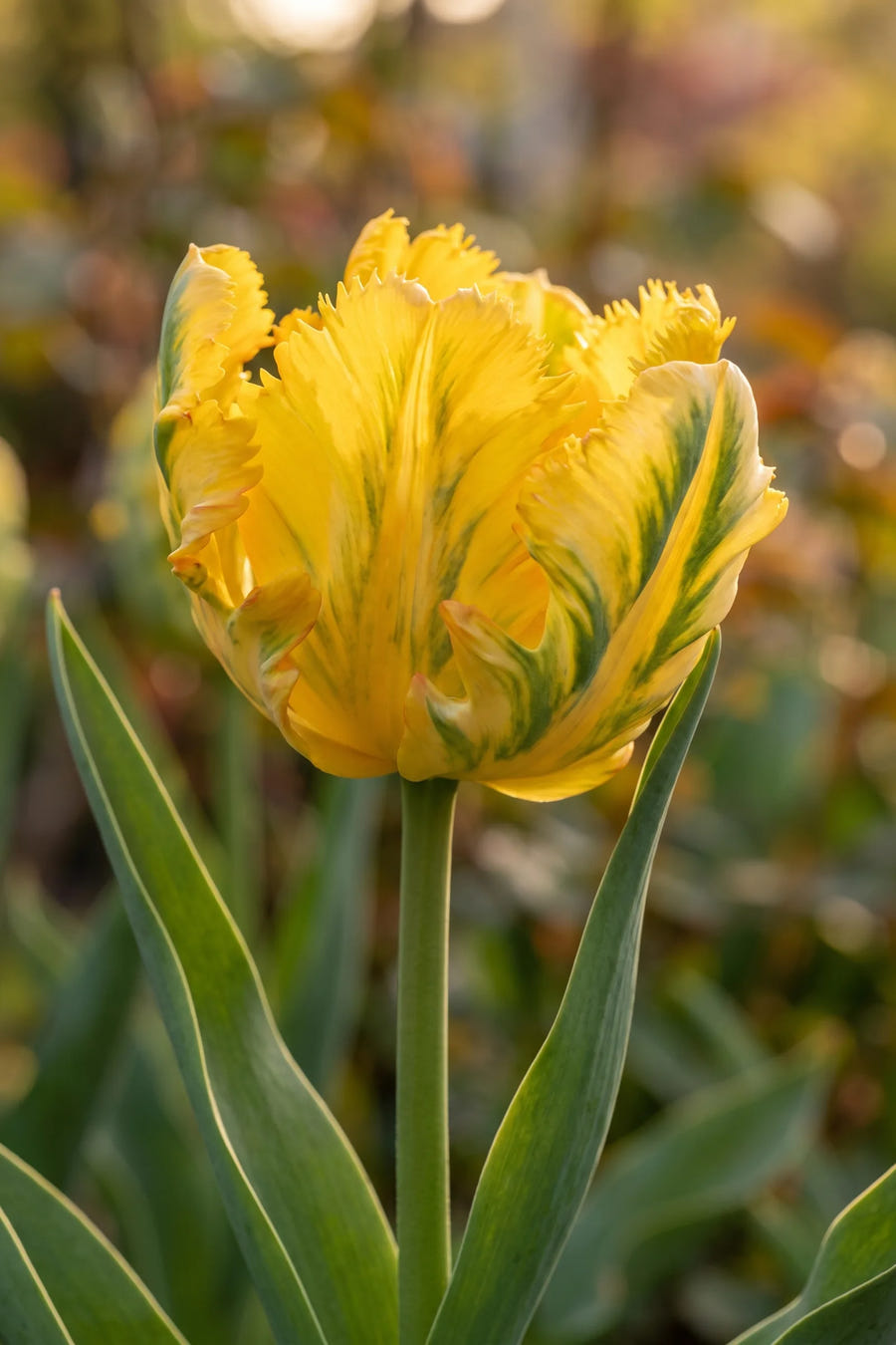 Detail van de bloemblaadjes van Tulipa Texas Gold