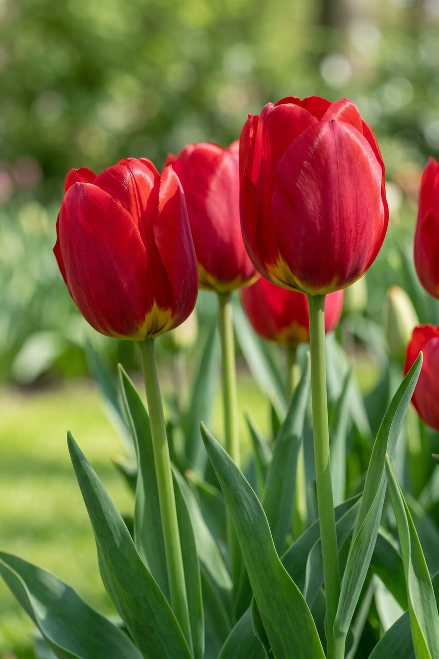 Detail van de bloemblaadjes van Tulipa Ile de France