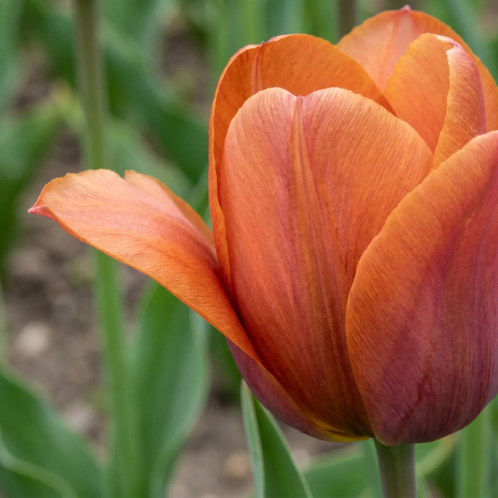 Tulipa Request playful detail