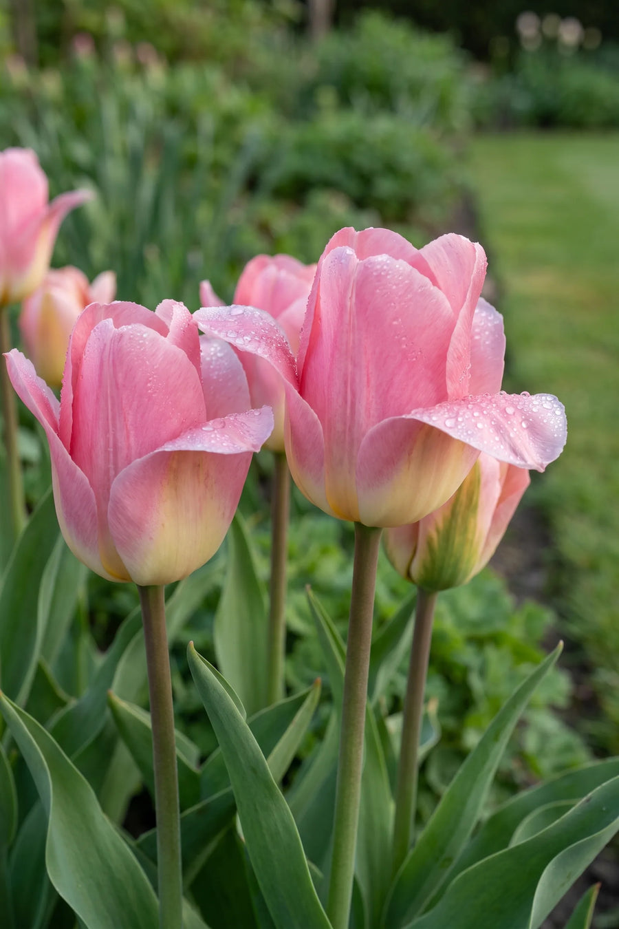 Detail van de bloemblaadjes van Tulipa Albert Heijn