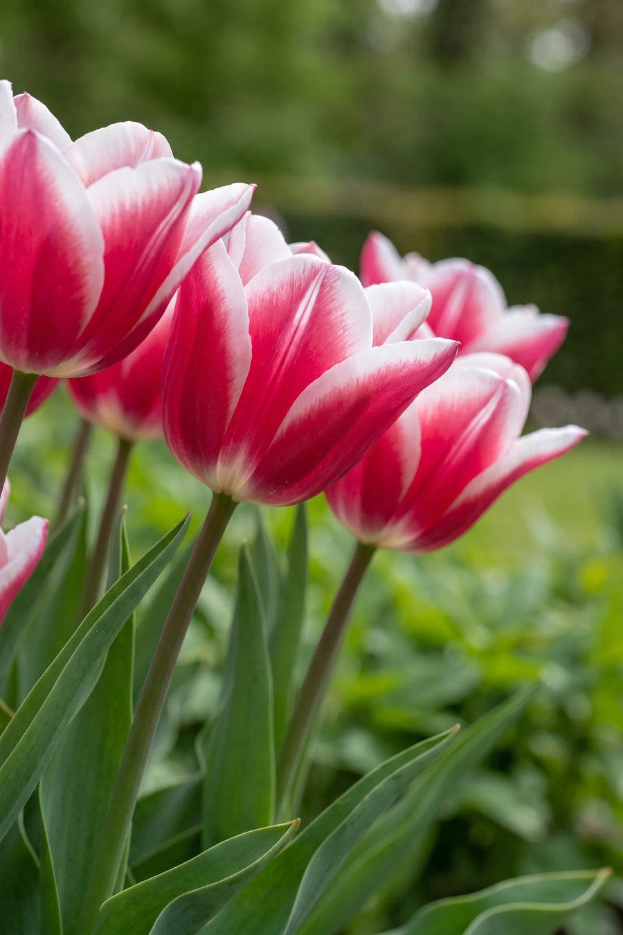 Detail van de bloemblaadjes van Tulipa Leo Visser