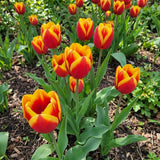 Tulipa Dow Jones real-life garden