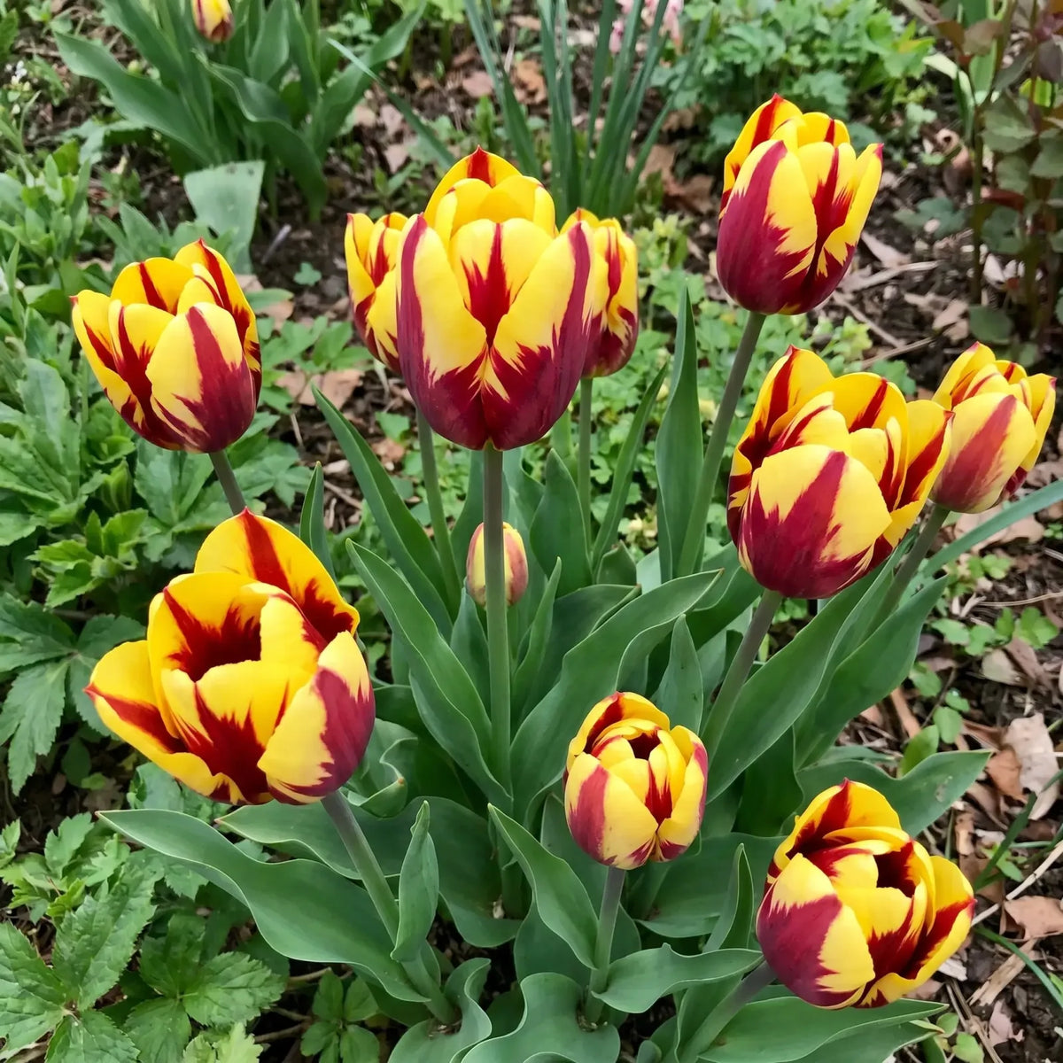 Tulipa Helmar real-life garden