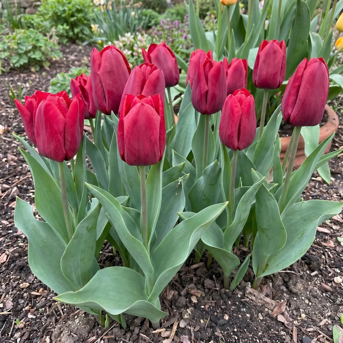 Tulipa Seadov real-life garden