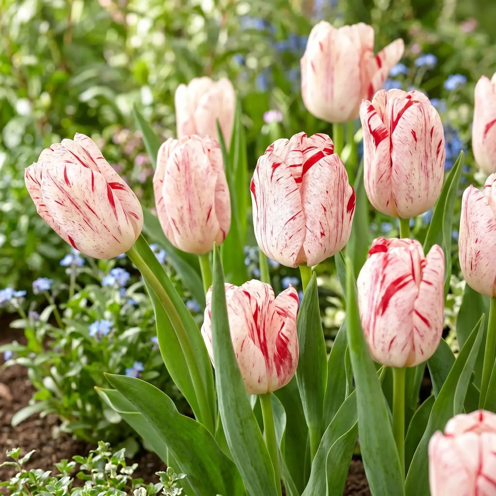 Tulipa One Direction real-life garden