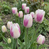 Tulipa Hotpants real-life garden