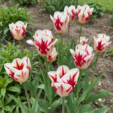 Tulipa Grand Perfection real-life garden