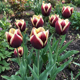 Tulipa Gavota real-life garden