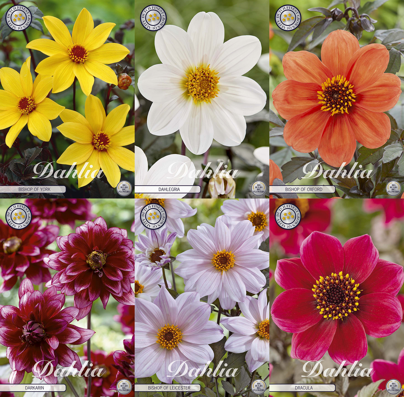 Bishop Collection