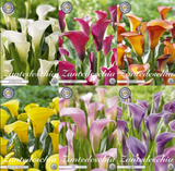 Calla (Zantedeschia) – Classic Colours