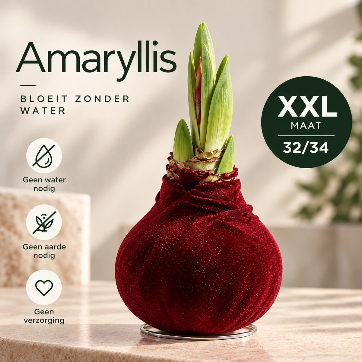 Amaryllis Bordeaux Velvet Wax