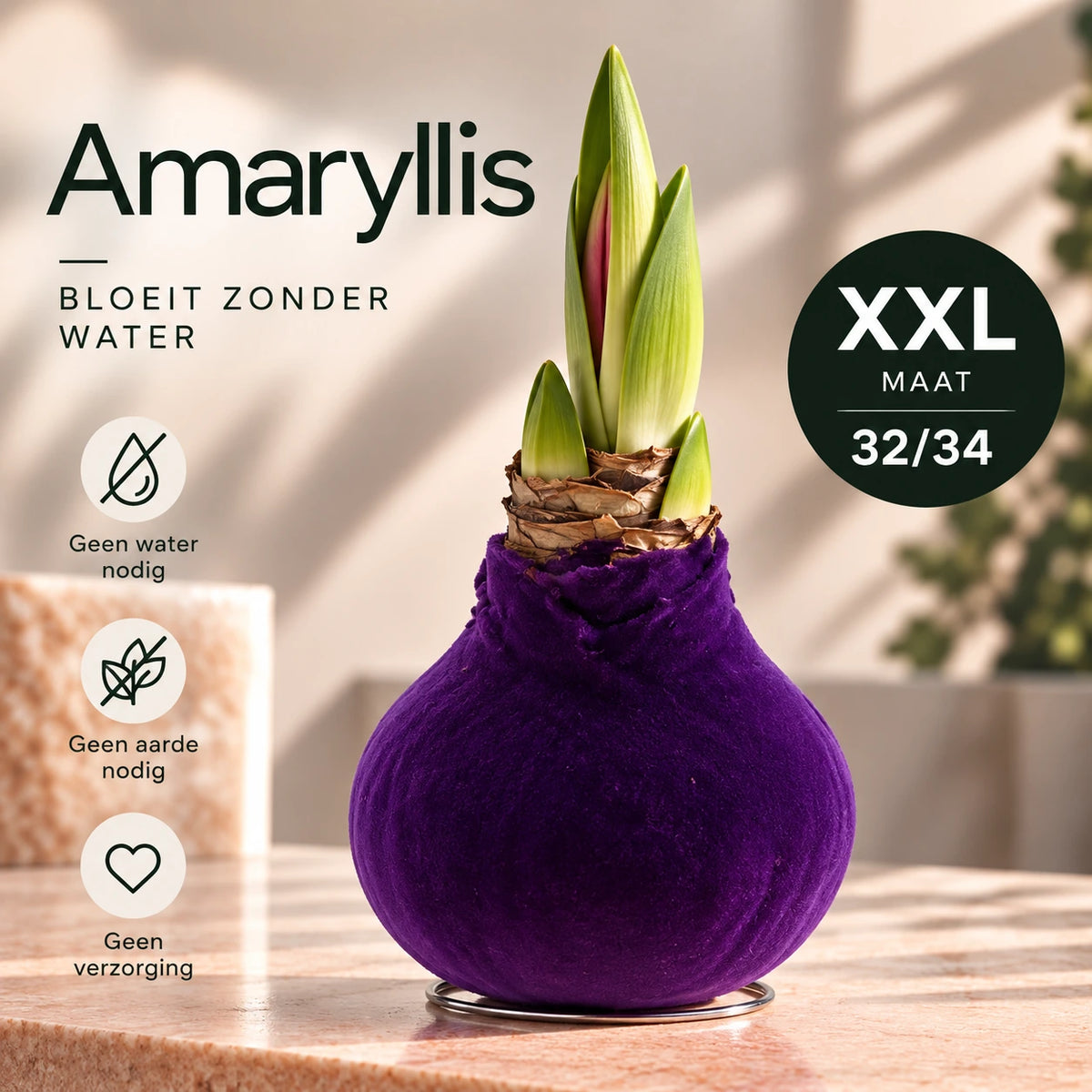 Amaryllis Purple Velvet Wax