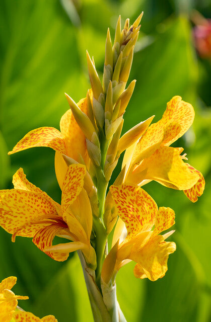 Canna Picasso