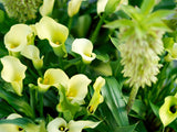 Zantedeschia Black Eyed Beauty