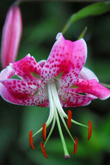 Lilium Spec Rubrum