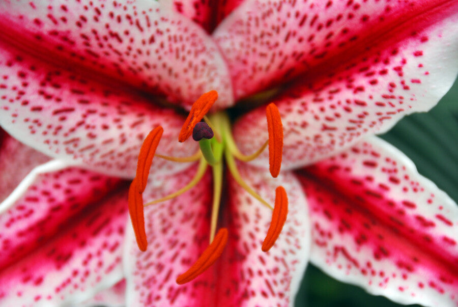 Lilium Tigerwoods