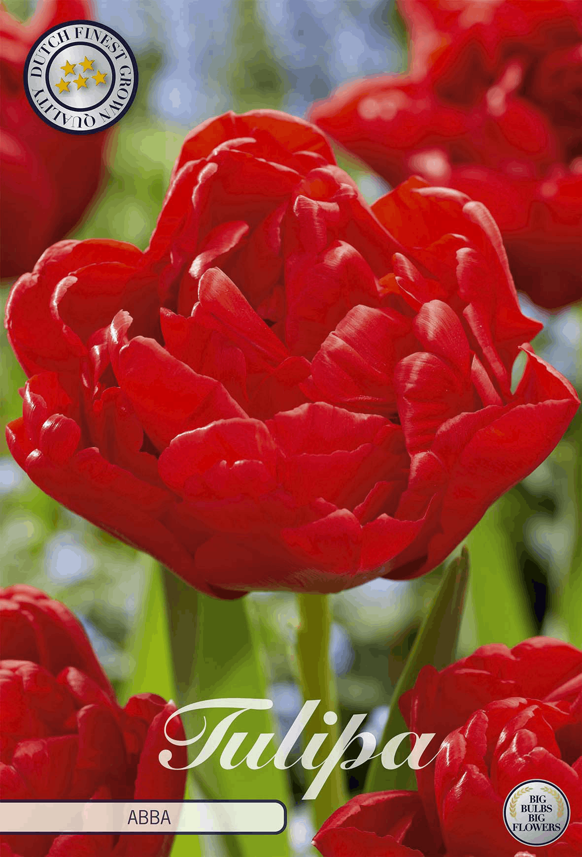 Tulipa Abba