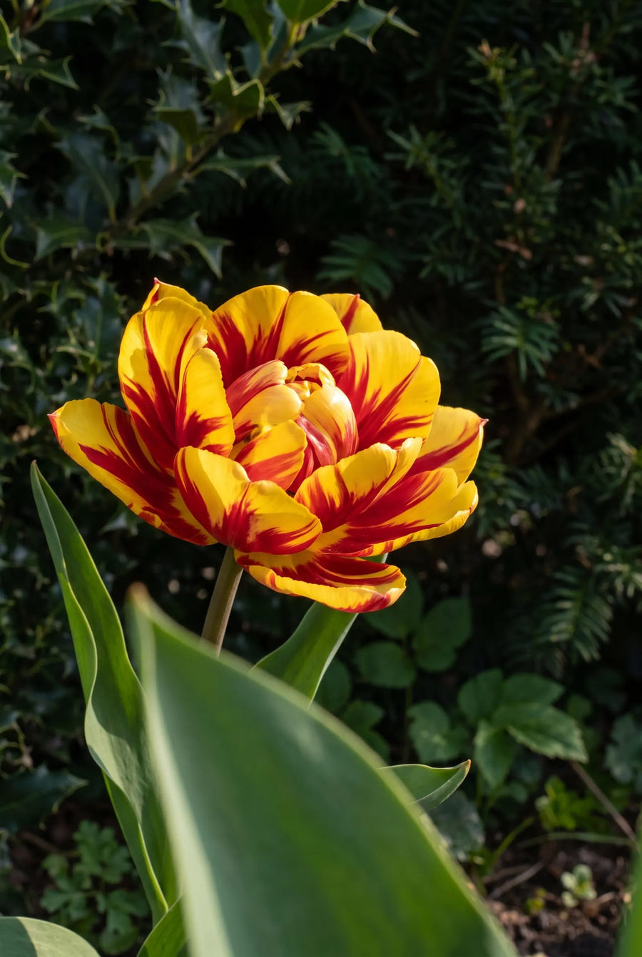 Tulipa Cilesta — sfeerbeeld