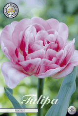 Tulipa Foxtrot