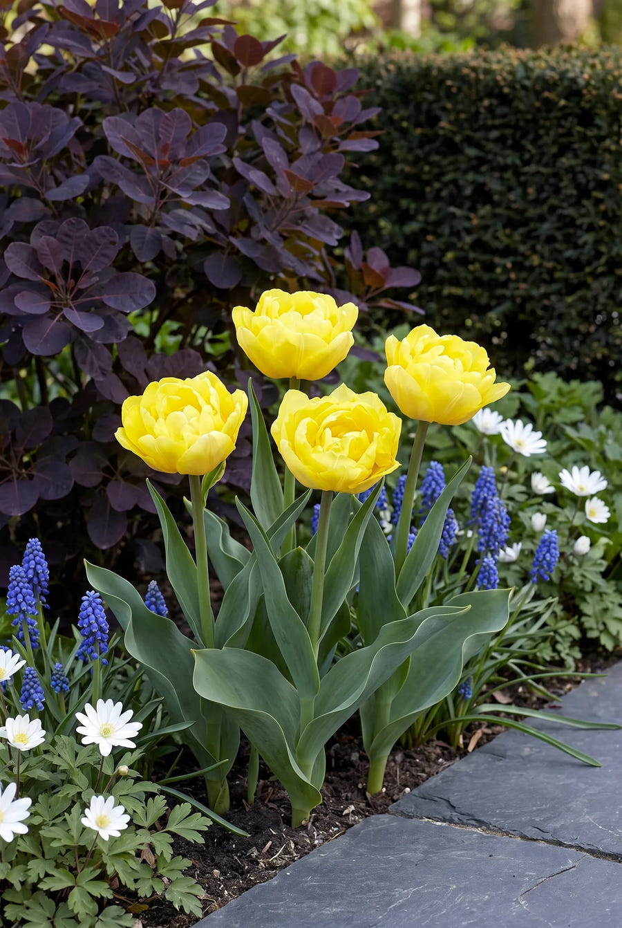 Tulipa Marie Jo — in de border