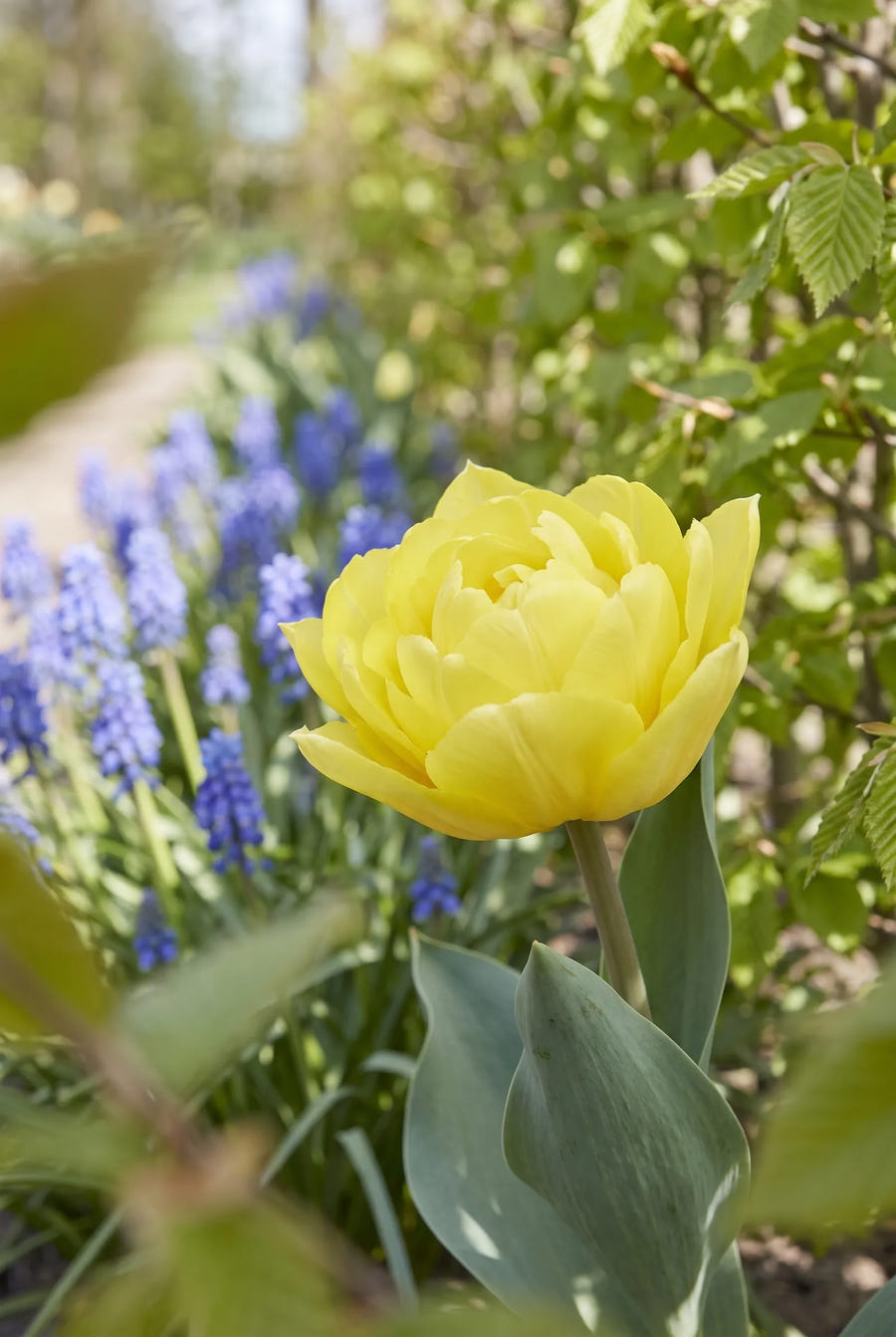 Tulipa Marie Jo — close-up van de bloem