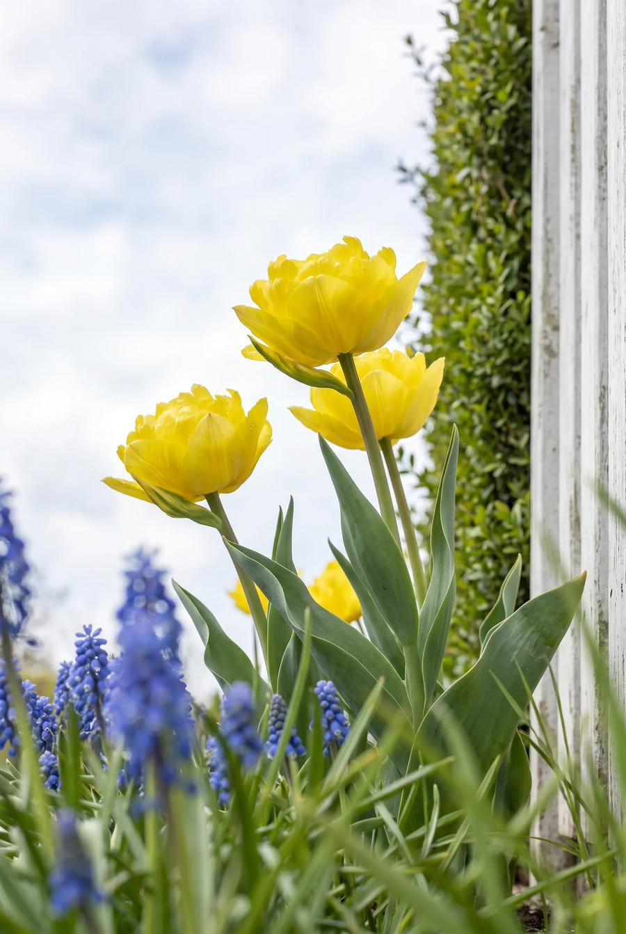 Tulipa Marie Jo — in de tuin