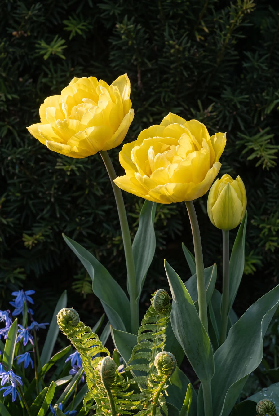 Tulipa Marie Jo — sfeerbeeld