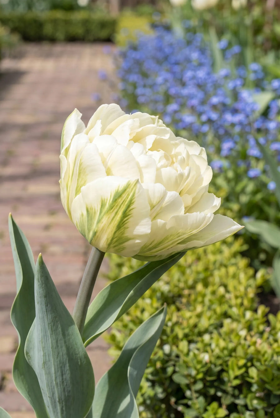 Tulipa Mondial — close-up van de bloem