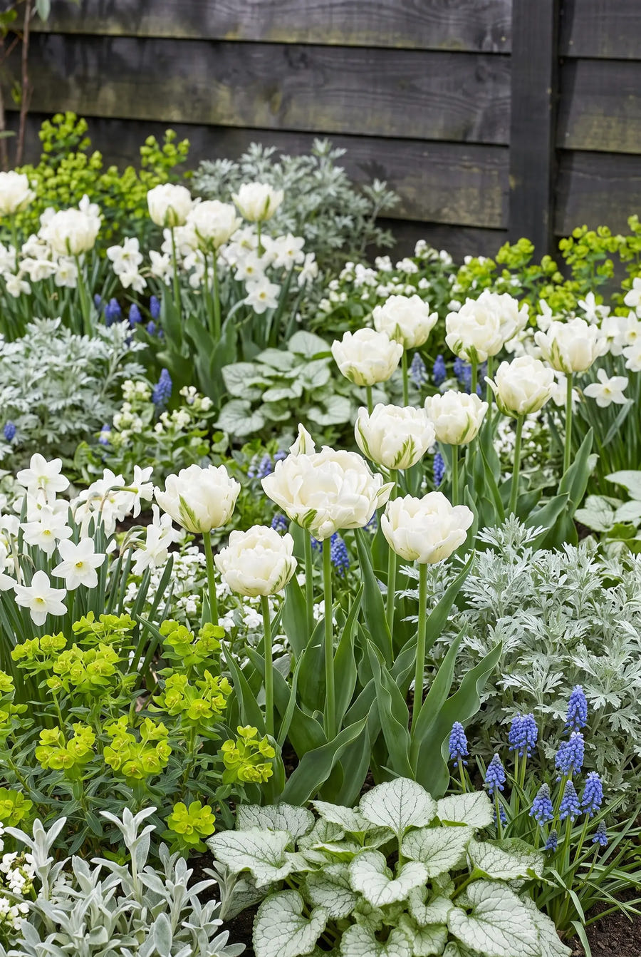Tulipa Mondial — groep in de tuinborder