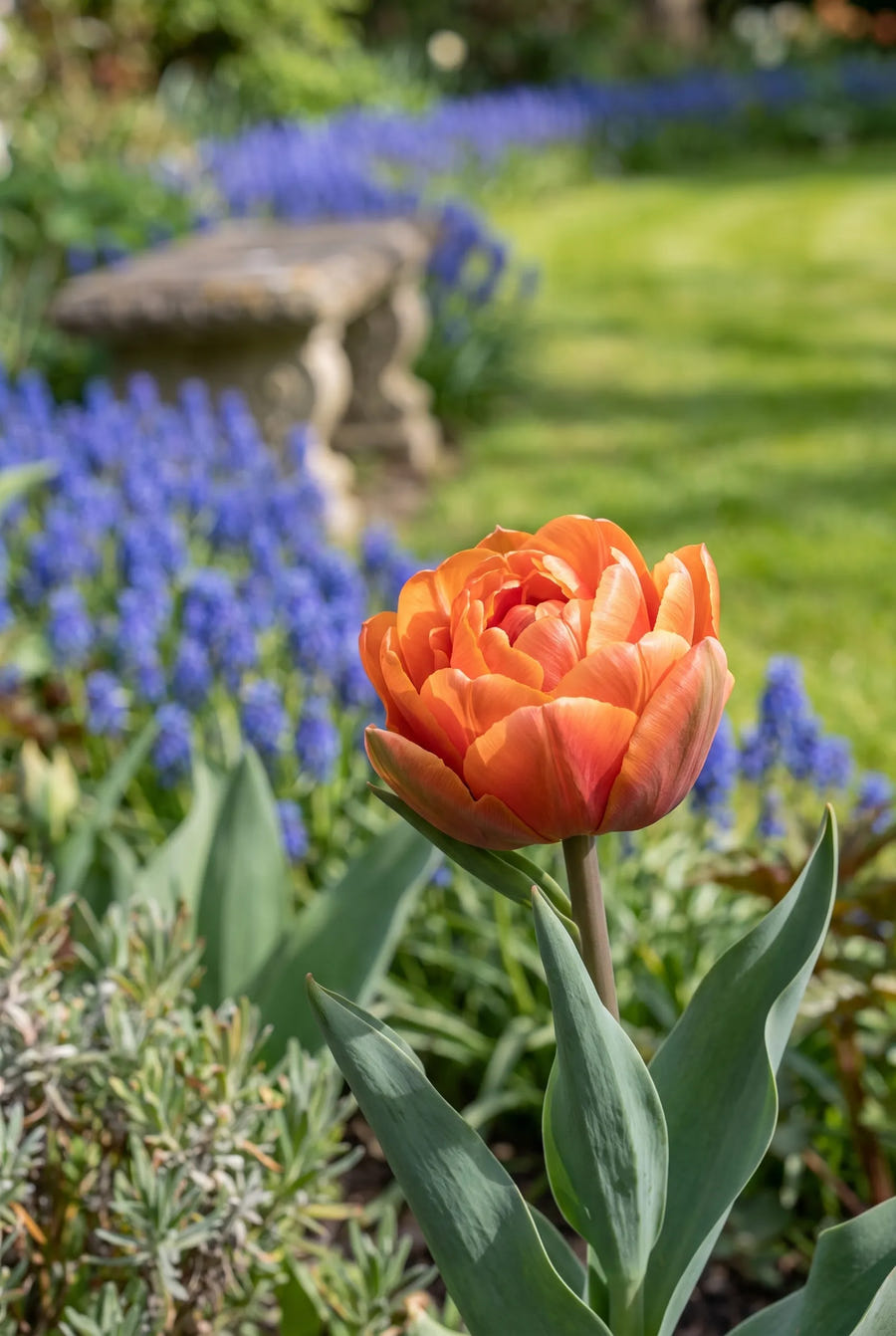 Tulipa Orca — close-up van de bloem